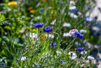 Zo overleeft je tuin ook de heetste zomer