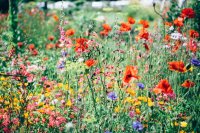 Zo leg je een pluktuin aan die de hele zomer bloeit