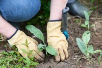 Je hoeft je tuin dit najaar niet meer om te spitten
