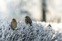 Snoei je tuin nu niet, de vogels hebben het nodig