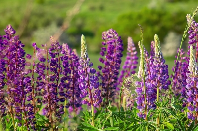 De lupine maakt een comeback in Nederlandse tuinen
