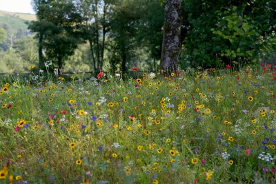 Bewust verwilderen is de tuinbeweging van dit seizoen