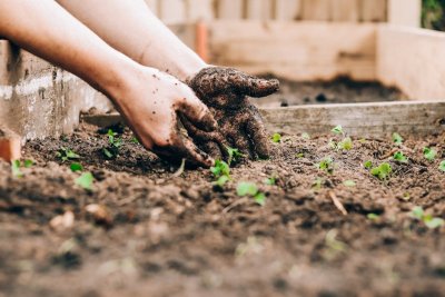 Dit is het beste moment om bloembollen te planten