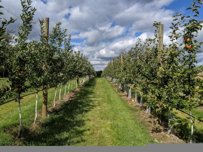 Wacht niet tot het voorjaar met je nieuwe fruitboom
