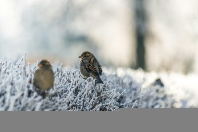 Snoei je tuin nu niet, de vogels hebben het nodig